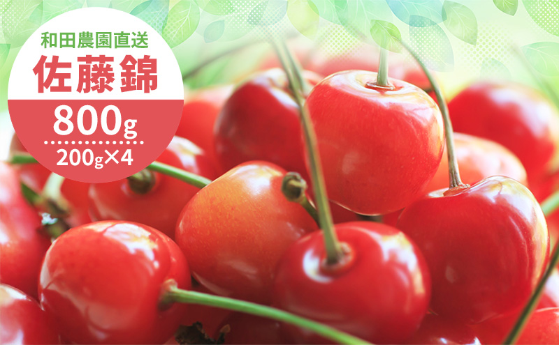 [先行受付] 北海道 仁木町産 さくらんぼ 佐藤錦 800g（400g×2パック）  サクランボ チェリー フルーツ 果物 果物類  仁木町 仁木 [和田農園]