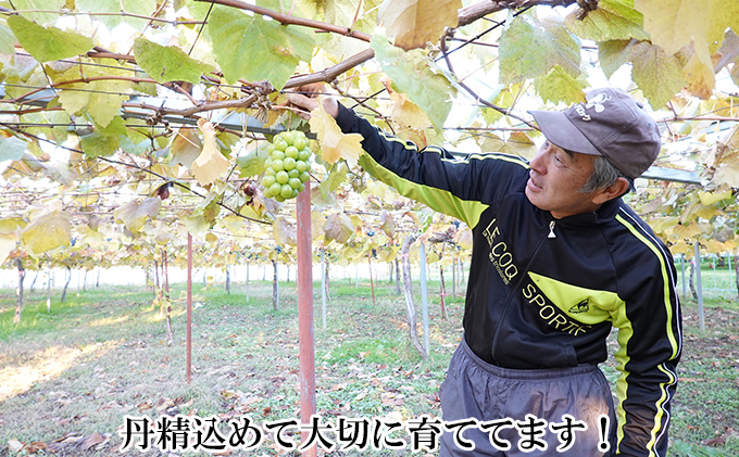 厳選 北海道 仁木町産 シャインマスカット 約600g 和田農園