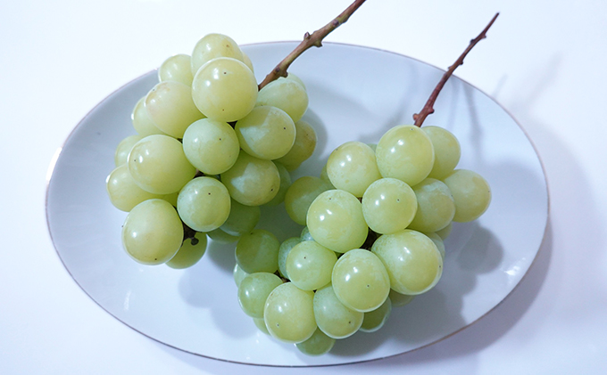 [先行受付] 北海道 仁木町産 シャインマスカット 約1.6kg 4房（1房400g前後） 果物 ぶどう フルーツ 果物類 ブドウ シャインマスカット マスカット [和田農園]