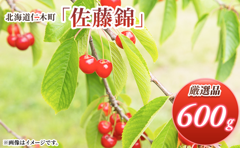先行受付 北海道 仁木町産 さくらんぼ 佐藤錦 600g (300g×2パック) Lサイズ以上  旬 桜桃 産地直送 サクランボ チェリー フルーツ 果物 果物類 仁木町 仁木 [松山商店]