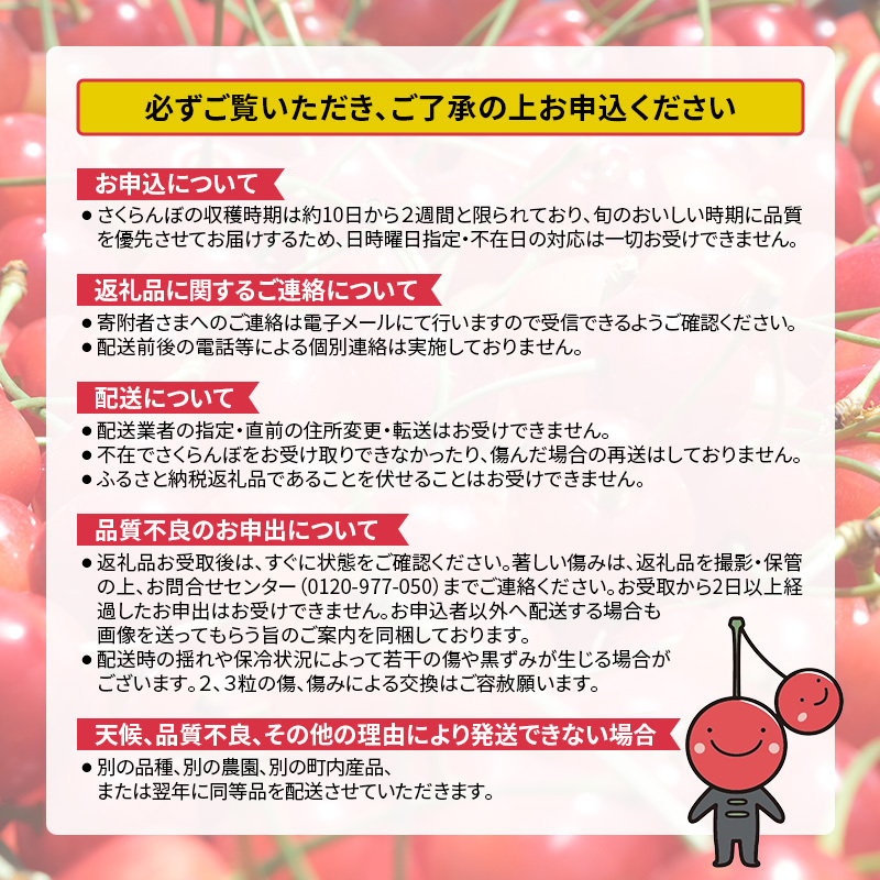 先行受付 北海道 仁木町産 さくらんぼ 佐藤錦 600g (300g×2パック) Lサイズ以上  旬 桜桃 産地直送 サクランボ チェリー フルーツ 果物 果物類 仁木町 仁木 [松山商店]