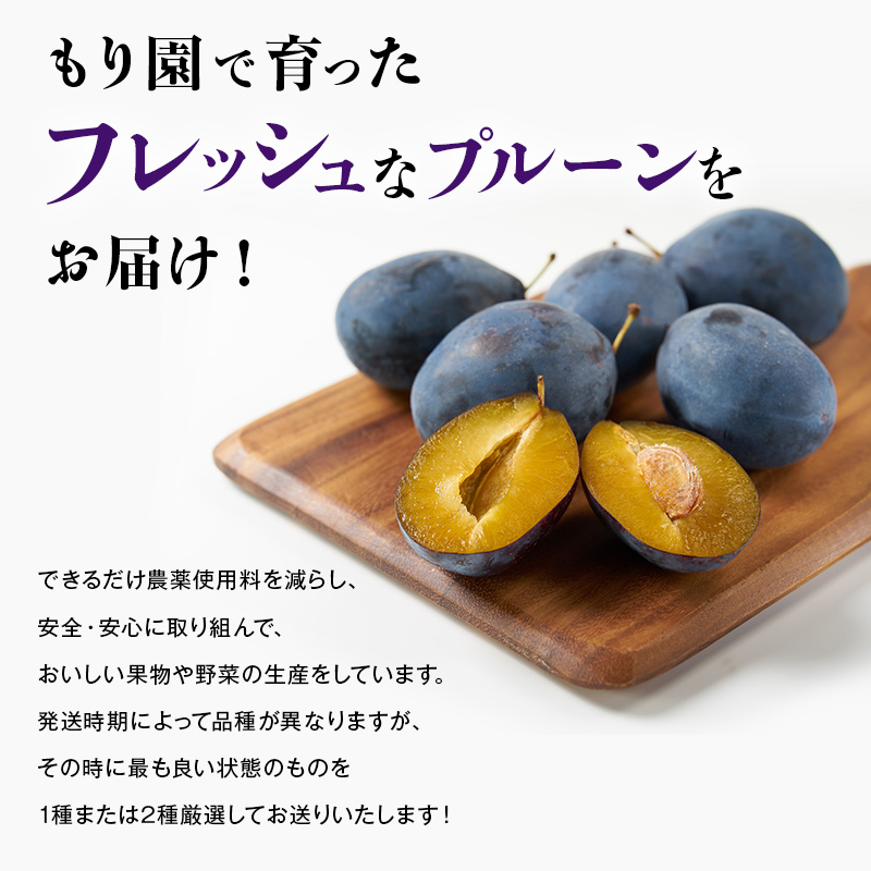 【9月中旬～10月中旬出荷】 北海道 仁木町産 プルーン 約3kg サイズ混合 くだもの直売もり園　果実