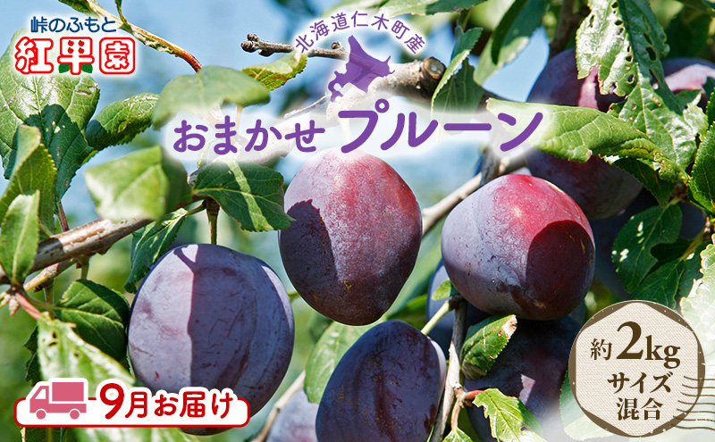 先行予約  峠のふもと紅果園 ◆2024年9月お届け◆北海道 仁木産 フレッシュ プルーン 約2kg 品種 おまかせ