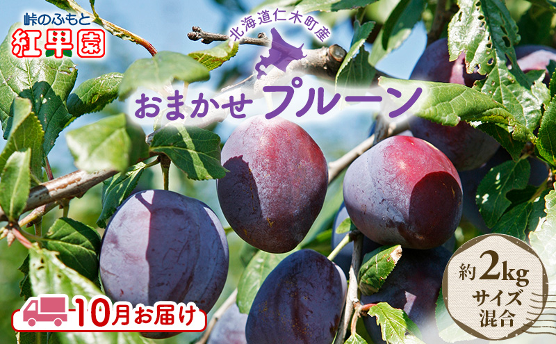 先行予約  峠のふもと紅果園  ◆2024年10月お届け◆北海道 仁木産 フレッシュ プルーン 約2kg 品種 おまかせ