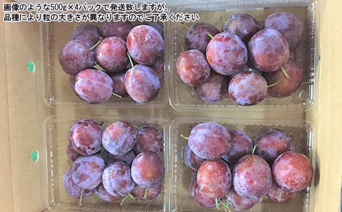 先行予約 ≪峠のふもと紅果園≫ ◆2024年9月お届け◆北海道 仁木産 フレッシュ プルーン 約2kg 品種 おまかせ