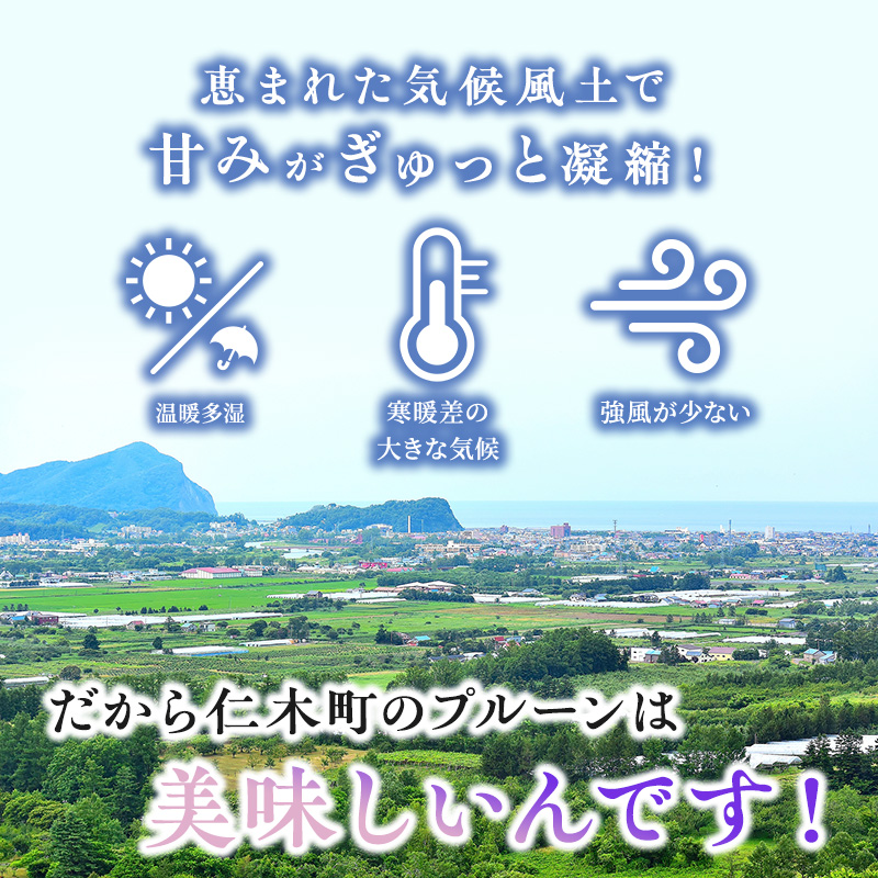 先行予約  峠のふもと紅果園  ◆2024年10月お届け◆北海道 仁木産 フレッシュ プルーン 約2kg 品種 おまかせ