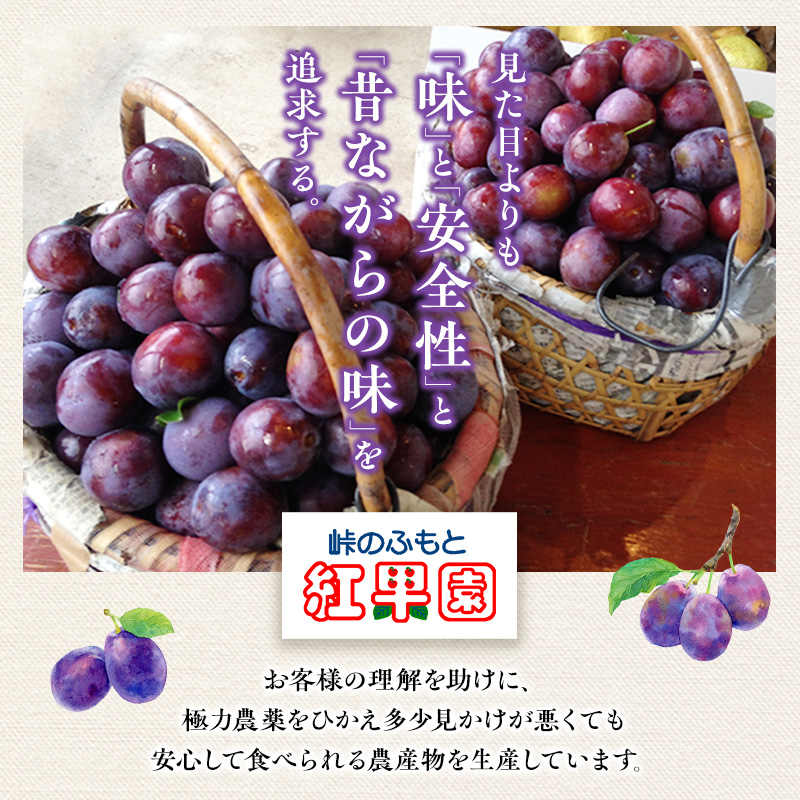先行予約  峠のふもと紅果園 ◆2024年9月お届け◆北海道 仁木産 フレッシュ プルーン 約2kg 品種 おまかせ