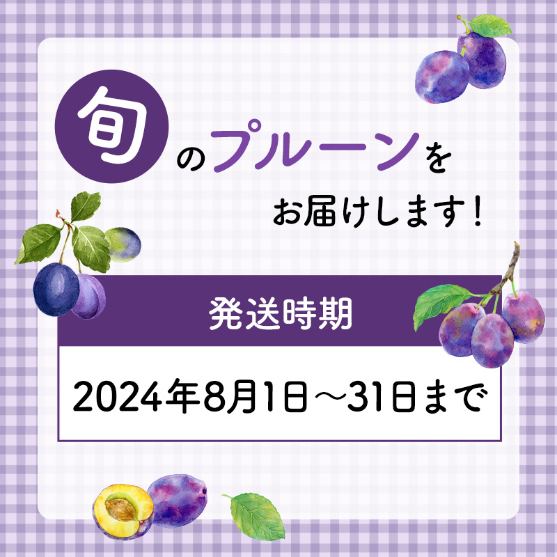 先行予約 ≪峠のふもと紅果園≫  8月お届け 北海道 仁木産 フレッシュ プルーン 約2kg  品種 おまかせ