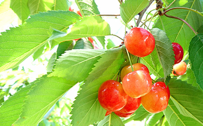 先行受付 北海道 仁木町産さくらんぼ 佐藤錦 600g（300g×2パック）北海道知事賞受賞農園 デザート スイーツおすすめ 美味しい サクランボ チェリー フルーツ 果物 果物類 仁木町 仁木 [端農園]