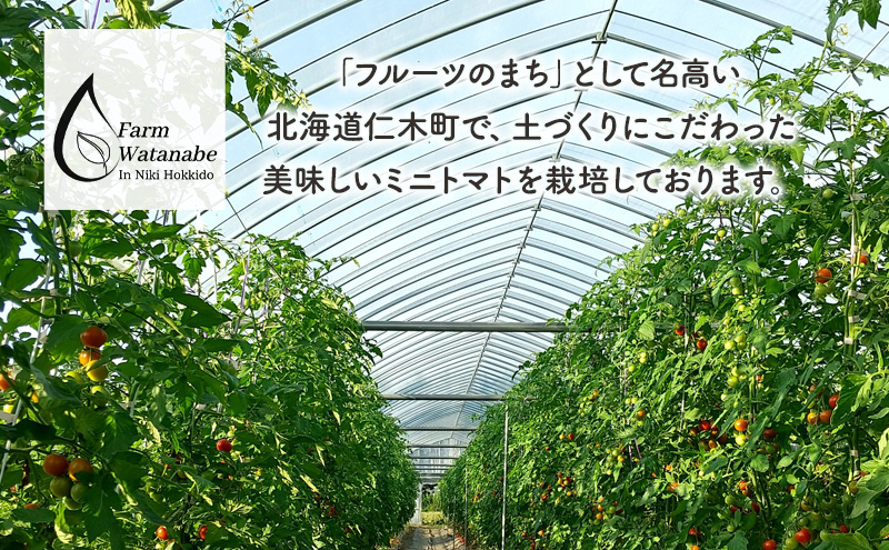 先行受付【2026年産】ミニトマト ジュース (北海道 仁木町産 ミニトマト[エコスイート]100%) 1L×12本 無塩・無糖・保存料無添加【栽培期間中 農薬・化学肥料不使用 】 野菜飲料 ジュース トマト [Farm Watanabe]