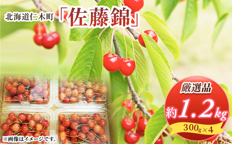 先行受付 北海道 仁木町産 さくらんぼ 佐藤錦 1.2kg (300g×4パック) Lサイズ以上  旬 桜桃 産地直送 サクランボ チェリー フルーツ 果物 果物類 仁木町 仁木 [松山商店]