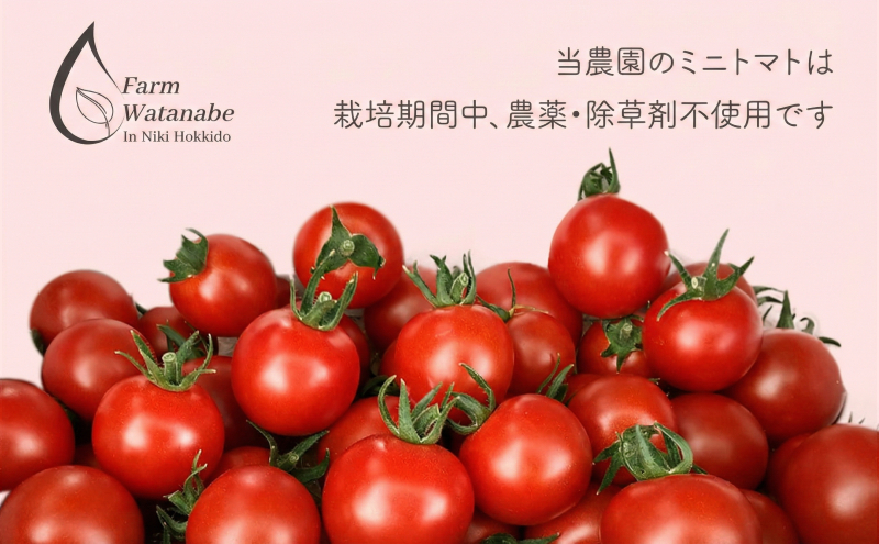 先行受付【2026年産】ミニトマト ジュース (北海道 仁木町産 ミニトマト[エコスイート]100%) 1L×2本 無塩・無糖・保存料無添加【栽培期間中 農薬・化学肥料不使用 】 野菜飲料 ジュース トマト [Farm Watanabe]