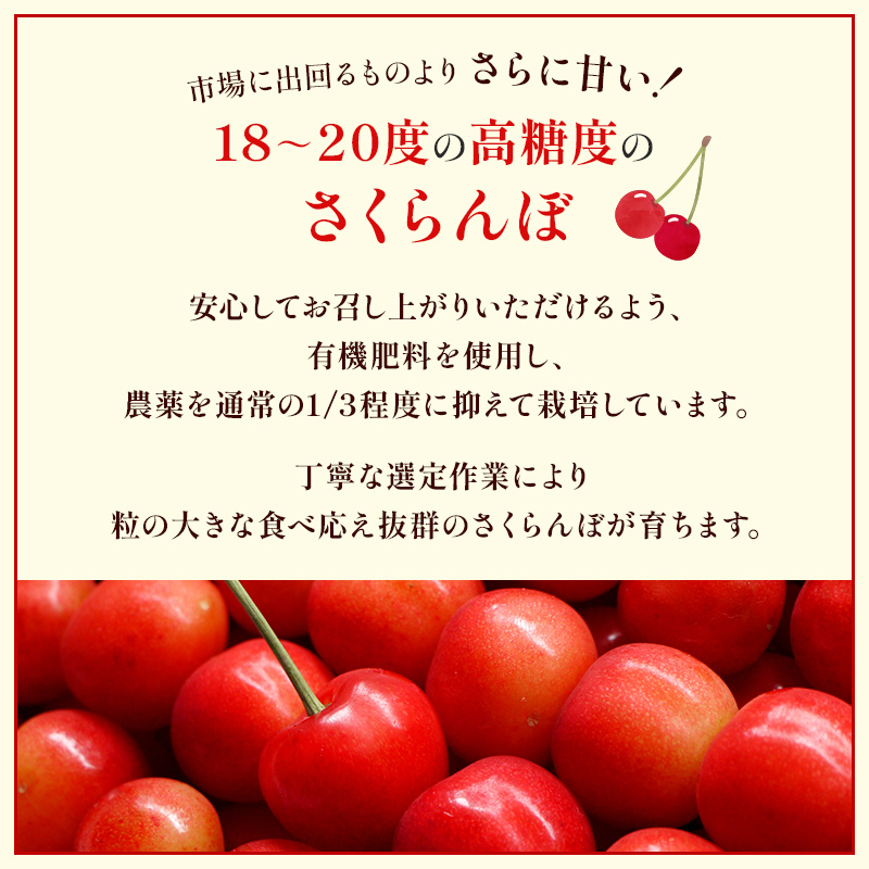 北海道 仁木町産　さくらんぼ 佐藤錦 1kg（500g×2）Lサイズ以上　サクランボ