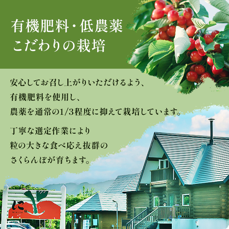 北海道 仁木町産　さくらんぼ 佐藤錦 1kg（500g×2）Lサイズ以上　サクランボ