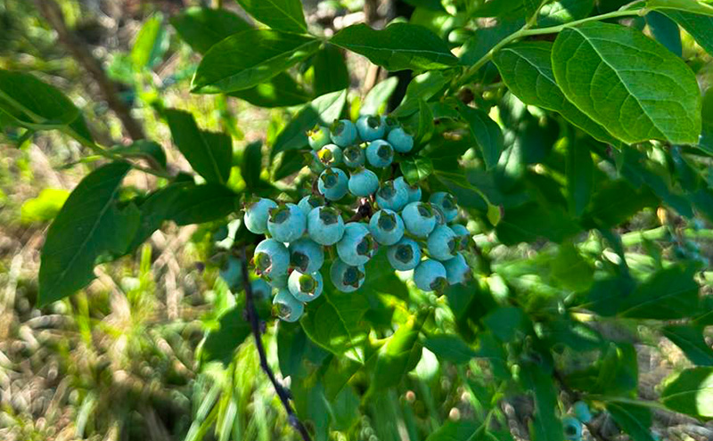 北海道仁木町産 ブルーベリージャム 120g×6本 [iori farm] 栽培期間中 除草剤不使用 果物 詰合せ セット フルーツ 