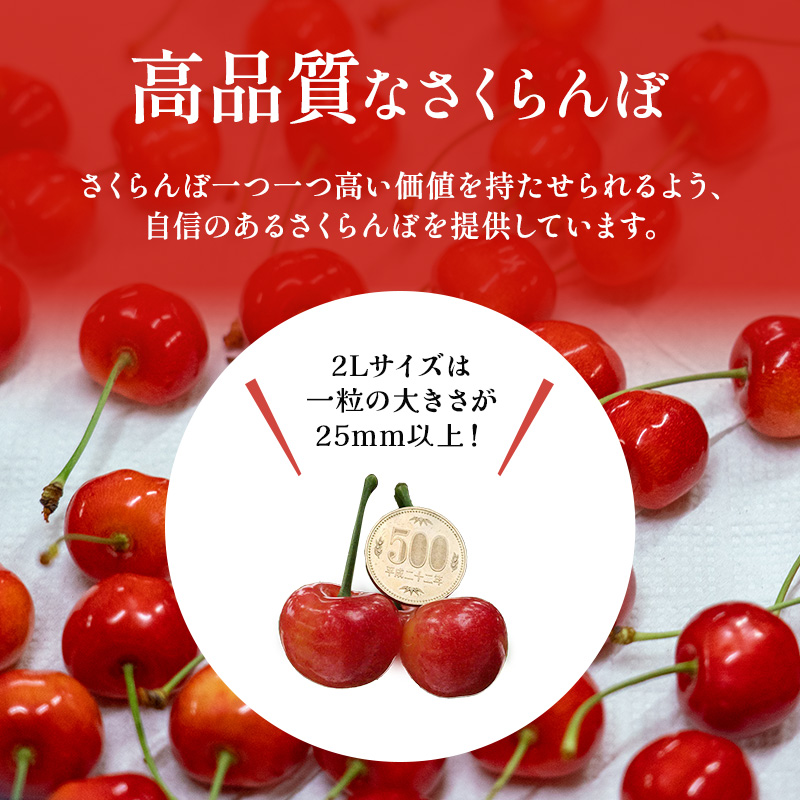 先行受付 北海道 仁木町産 ジャンボサイズ さくらんぼ 【 南陽 】 2Lサイズ以上 300g×2パック 計600g　サクランボ チェリー フルーツ 果物 果物類  仁木町 仁木 [嶋田茂農園匠]
