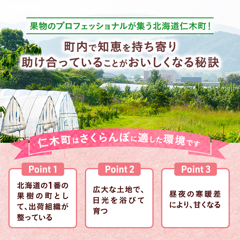 先行受付 さくらんぼ 佐藤錦 300g×2P 計600g Lサイズ 北海道 仁木町　国産 旬のフルーツ 旬の果物 デザートサクランボ チェリー フルーツ 果物 果物類 仁木 [カムナビファーム]