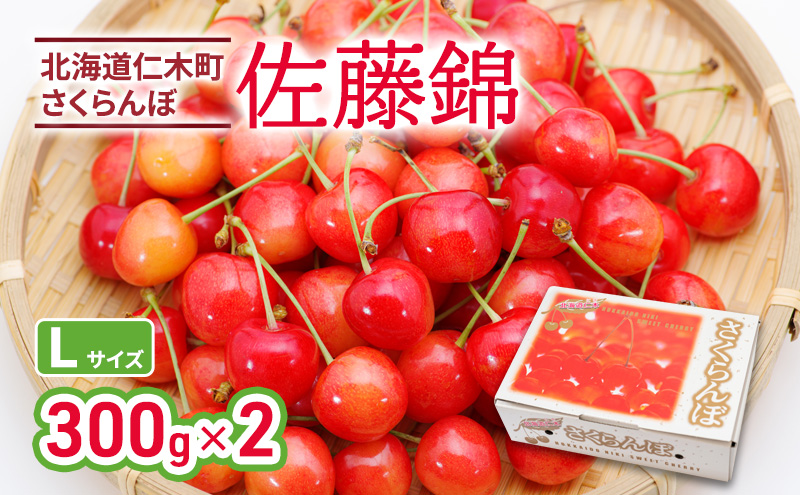 先行受付 北海道 仁木町産 さくらんぼ 佐藤錦 300g×2P Lサイズ   サクランボ チェリー フルーツ 果物 果物類 仁木町 仁木 [林果樹園]