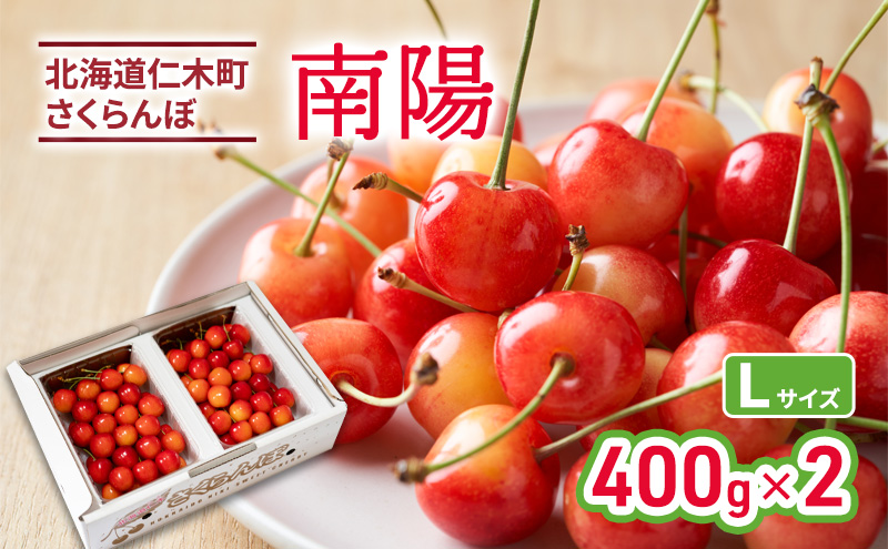 先行受付 北海道 仁木町産 さくらんぼ 南陽 400g×2P Lサイズ  サクランボ チェリー フルーツ 果物 果物類 仁木町 仁木 [林果樹園]