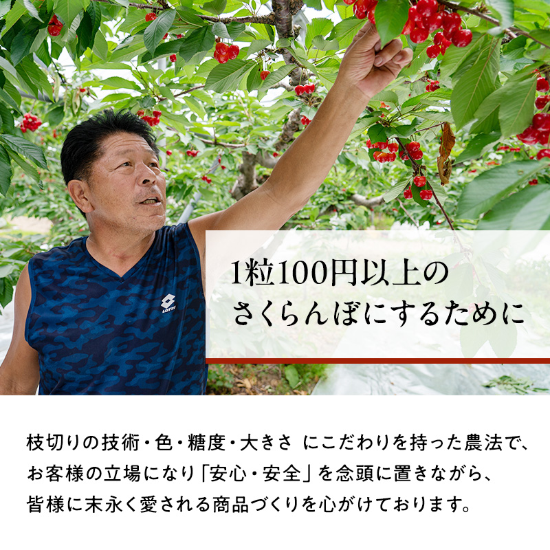 先行受付 北海道 仁木町産 ジャンボサイズ さくらんぼ 【 紅秀峰 】2Lサイズ以上 300g×2パック 計600g 　サクランボ チェリー フルーツ 果物 果物類  仁木町 仁木 [嶋田茂農園匠]