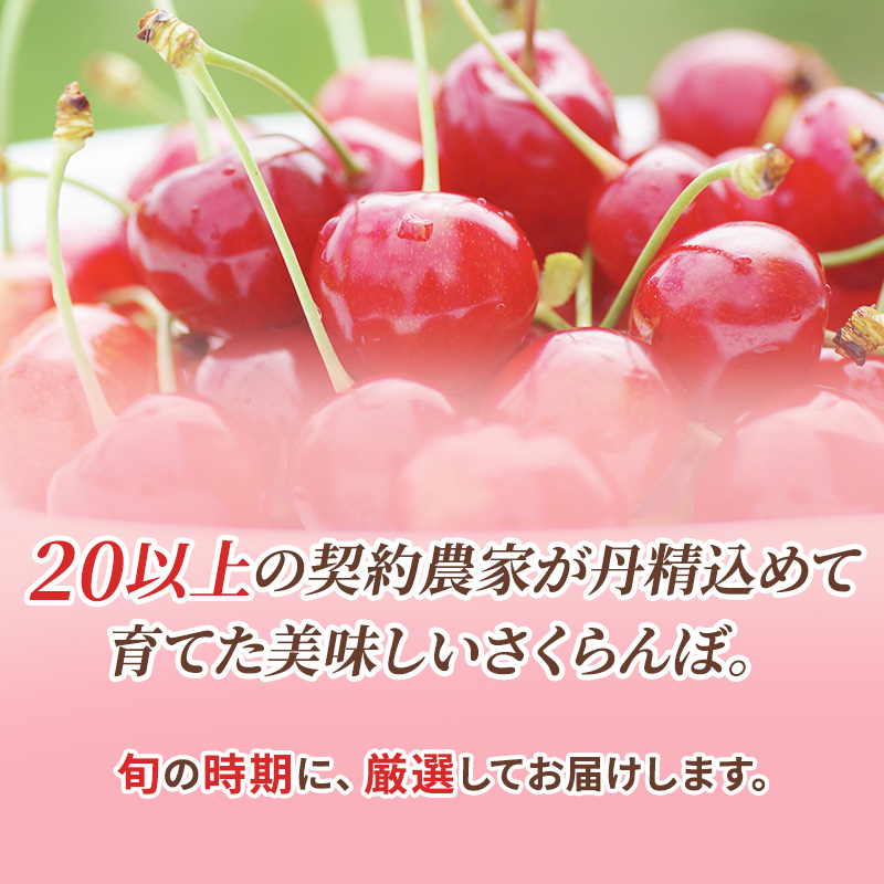 先行受付 北海道 仁木町産 さくらんぼ 佐藤錦 600g (300g×2パック) L・M混合  旬 桜桃 産地直送 サクランボ チェリー フルーツ 果物 果物類 仁木町 仁木 [松山商店]