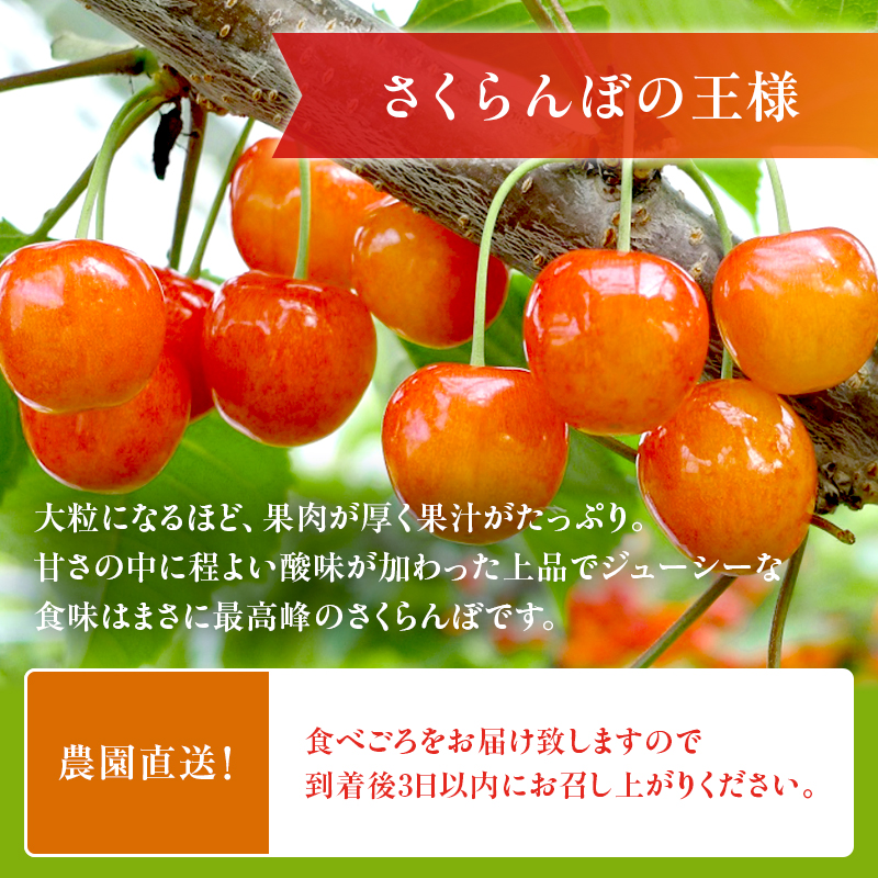 [先行受付] さくらんぼ  佐藤錦 さくらんぼ Lサイズ以上 600g（300g×2パック）化粧箱入 サクランボ チェリー フルーツ 果物 果物類 贈答品 ギフト 北海道 仁木町 仁木 [小林信幸]