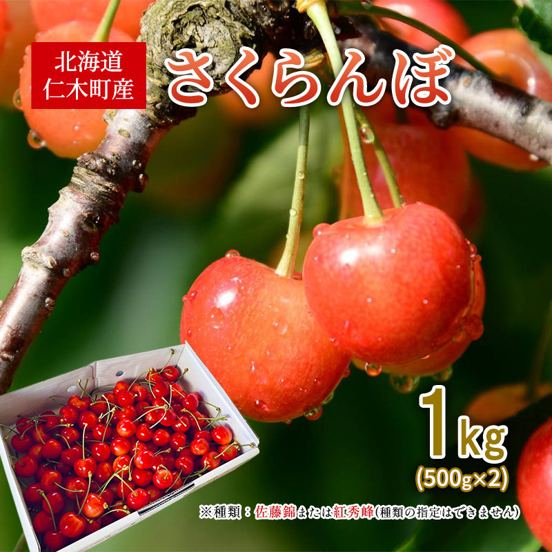 先行受付 北海道 仁木町産 さくらんぼ 1kg （500g×2） 佐藤錦または紅秀峰 果樹 サクランボ チェリー フルーツ 果物 果物類 ギフト 仁木町 仁木 [くくり農園]