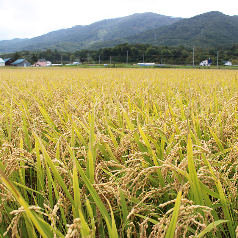 北海道仁木町 寄附のみの応援受付 3,000円コース（返礼品なし 寄附のみ 3000円）