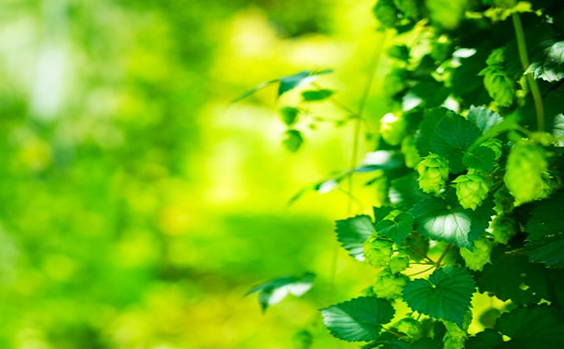 3ヵ月 定期便 北海道仁木町 クラフトビール NIKIYA BREWERY 3本セット ビール (3種 350ml×各1本) 酒 お酒 アルコール 宅飲み 家飲み 晩酌 北海道 仁木町 [合同会社にきやフードクリエイト]