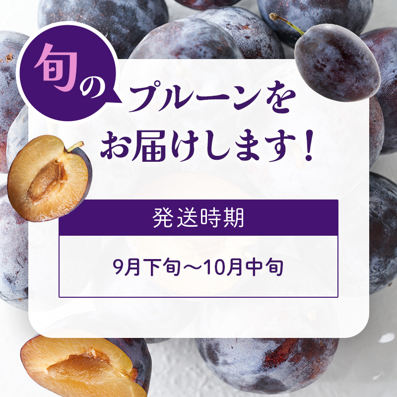 【9月後半～10月発送】北海道 仁木町産 和田農園 おすすめプルーン1.6kg