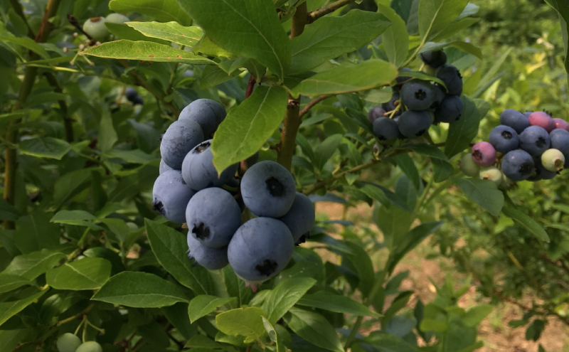 北海道仁木町産 ブルーベリー800g [iori farm] 栽培期間中 除草剤・化学農薬・化学肥料不使用【日付指定不可】