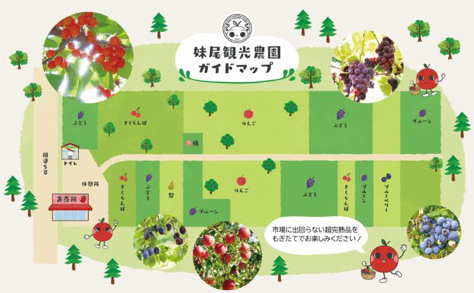 妹尾観光農園 フルーツ狩りチケット2000円 割引 チケット クーポン 利用券 フルーツ 旅行 体験 農園 北海道 仁木町 [フルーツショップ妹尾観光農園]