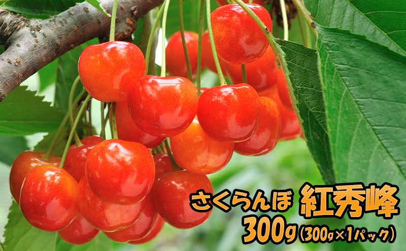 [先行受付] 北海道 仁木町産 さくらんぼ 紅秀峰 300g（300g×1パック）果物類 くだもの フルーツ サクランボ チェリー [JA新おたる]