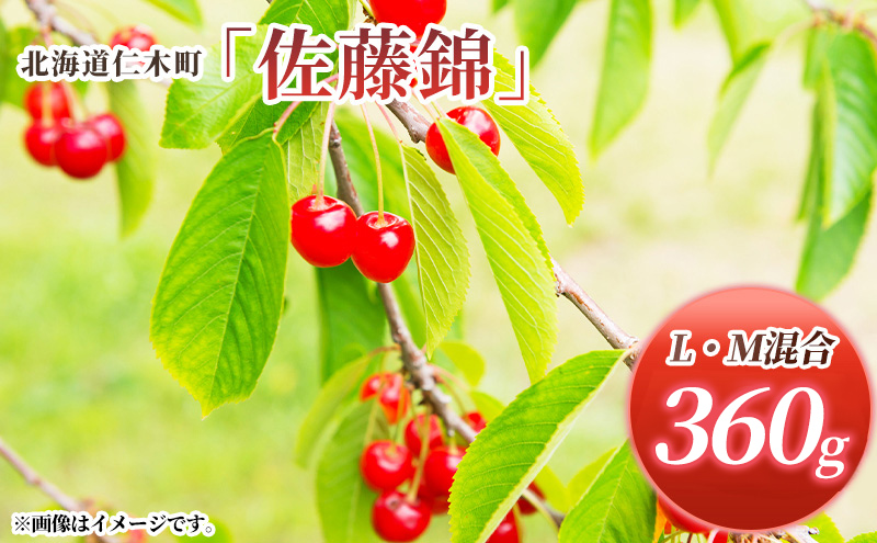 先行受付 北海道 仁木町産 さくらんぼ 佐藤錦 360g (180g×2パック) L-Mサイズ 混合  旬 桜桃 産地直送 サクランボ チェリー フルーツ 果物 果物類 仁木町 仁木 [松山商店]