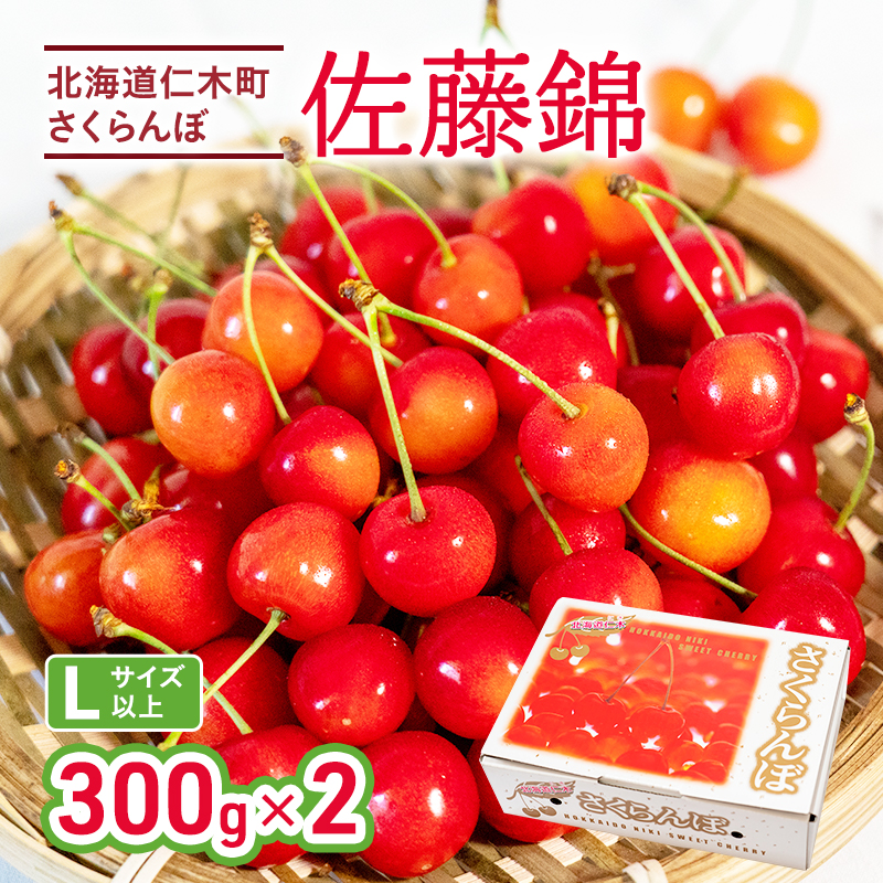 先行受付 さくらんぼ 佐藤錦 300g×2P 計600g Lサイズ 北海道 仁木町　国産 旬のフルーツ 旬の果物 デザートサクランボ チェリー フルーツ 果物 果物類 仁木 [カムナビファーム]