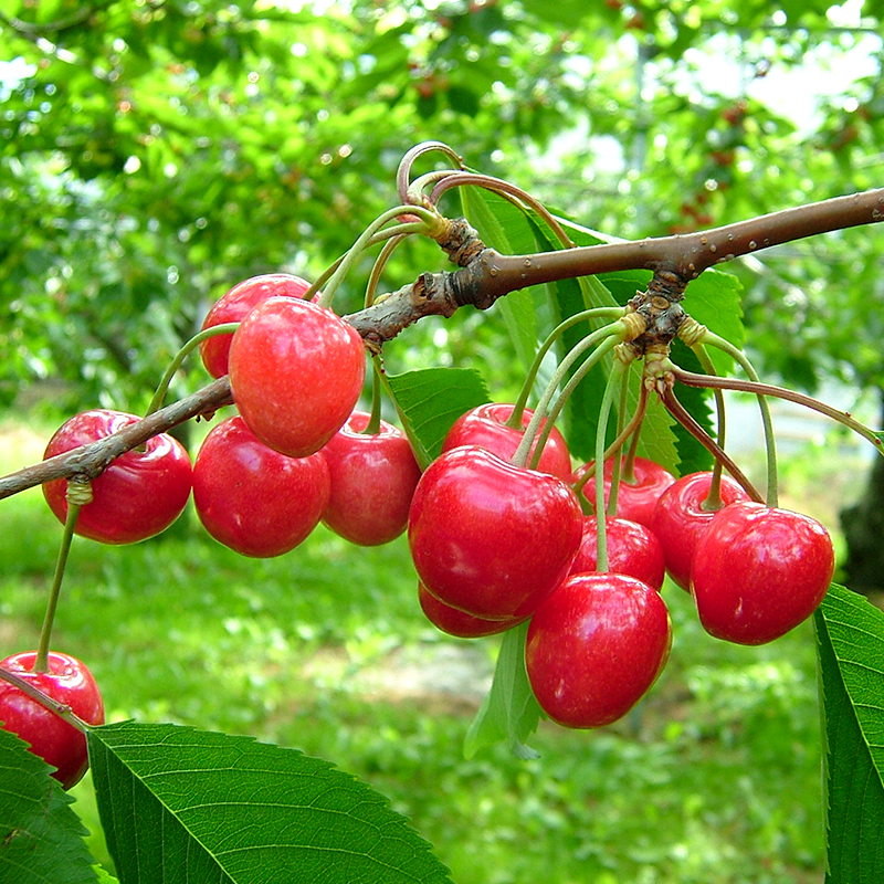 【ニキボー】グッズ3点セット（ハンドタオル・ステッカー・コースター）【 仁木町 ご当地 ゆるキャラ タオル 雑貨 小物 日用品 】[仁木町観光協会]