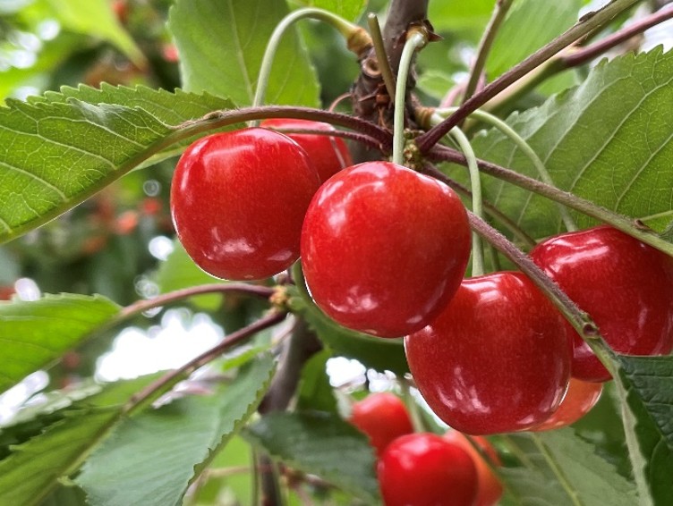 [先行受付] 数量限定 北海道 仁木町産 甘く色鮮やか さくらんぼ 佐藤錦 600g L～2Lサイズ 低農薬 有機肥料 高級品種 大人気 甘い サクランボ チェリー フルーツ 果物 果物類 仁木町 仁木 [鶴田農園]