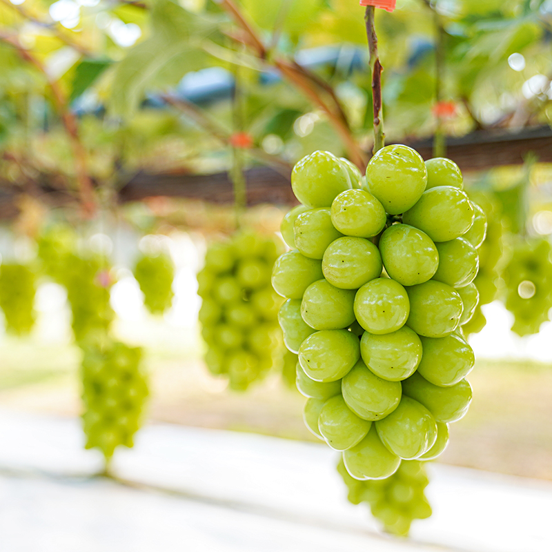 [先行受付] 北海道 仁木町産 シャインマスカット 7～10房 5kg 果物 ぶどう フルーツ 果物類 ブドウ マスカット [JA新おたる]