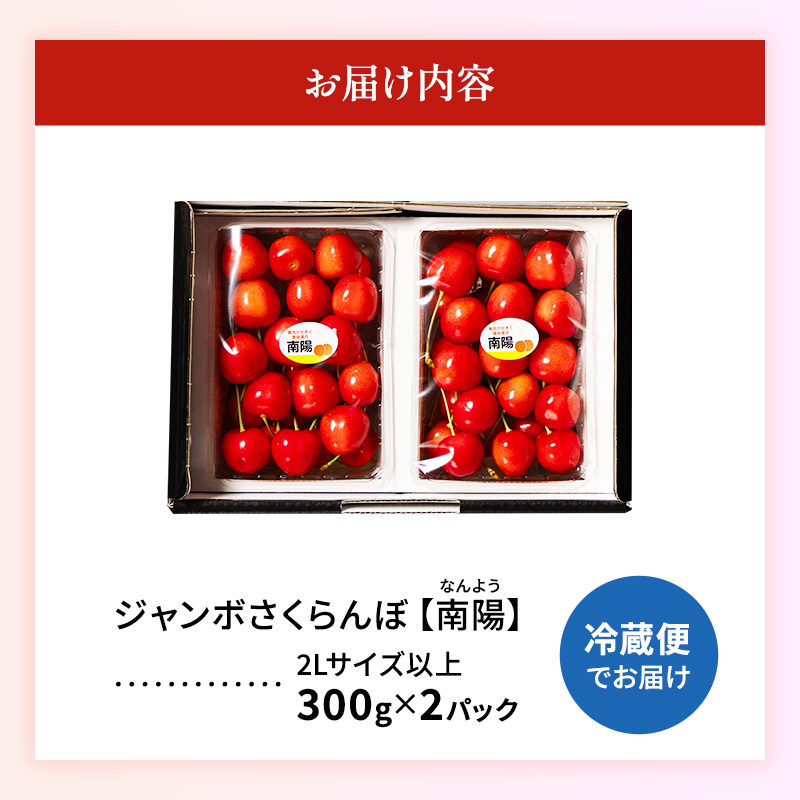 先行受付 北海道 仁木町産 ジャンボサイズ さくらんぼ 【 南陽 】 2Lサイズ以上 300g×2パック 計600g　サクランボ チェリー フルーツ 果物 果物類  仁木町 仁木 [嶋田茂農園匠]