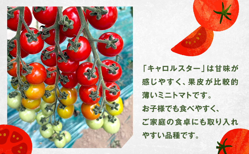 [先行受付] 北海道 仁木町産 ミニトマト キャロルスター 800g  （32粒～50粒）トマト 野菜  国産 プチトマト 甘み 使いやすい サラダ お弁当 家庭用 子供に人気  リコピン [REDA FARM]