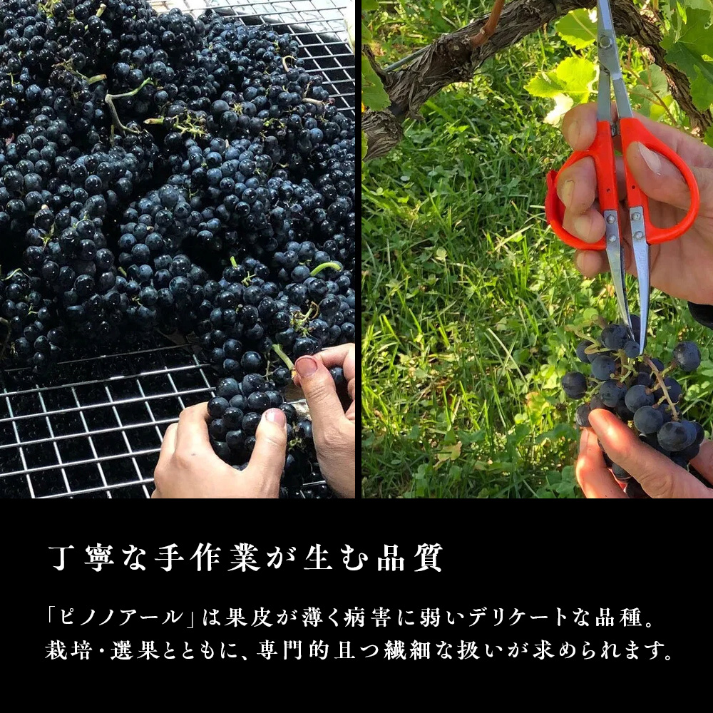 かたくり ピノ・ノワール エディション CBT 2024 ラ・メゾン・ド・ラ・リヴィエール 赤ワイン ぶどう ピノノワール 北海道産 お酒 酒 洋酒 果実酒 アルコール 北海道 仁木町 [ 株式会社Souplesse ]
