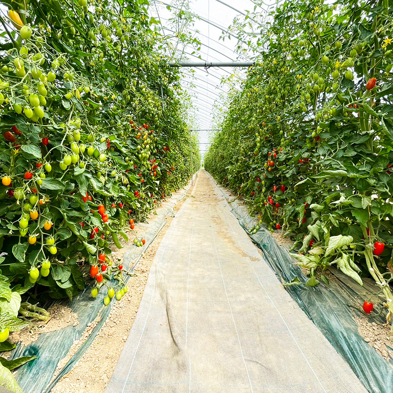 プレミアムトマトジュース 710ml×1本 【北海道 仁木町 ミニトマト トマトジュース 野菜ジュース ジュース 野菜 トマト 食塩不使用 砂糖不使用 高級 ギフト お取り寄せ 飲みやすい 濃厚 サラサラ 化粧箱】[北後志農産]