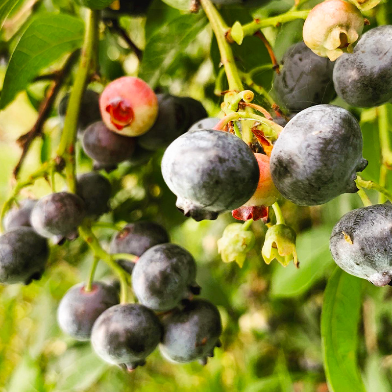 北海道 仁木町産 冷凍 ブルーベリー 250g×4袋 [ 北海道産 国産 ベリー フルーツ 果樹 くだもの 果物 冷凍果実 ]