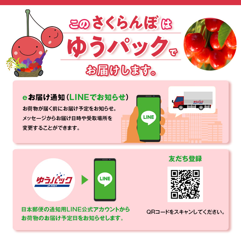 先行受付 北海道 仁木町産 さくらんぼ 佐藤錦 180g×2P Lサイズ   サクランボ チェリー フルーツ 果物 果物類 仁木町 仁木 [林果樹園]