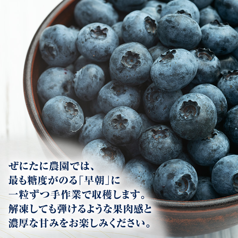 先行予約【朝採り】当日冷凍「北海道ニキブルーベリー」1.5kg（500g×3）サイズ混載 果物 くだもの 冷凍 フルーツ ブルーベリー 北海道 仁木［ぜにたに農園］