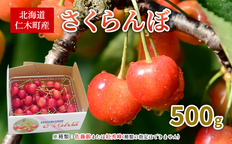 先行受付 北海道 仁木町産 さくらんぼ 500g 佐藤錦または紅秀峰 果樹 サクランボ チェリー フルーツ 果物 果物類 ギフト 仁木町 仁木 [くくり農園]