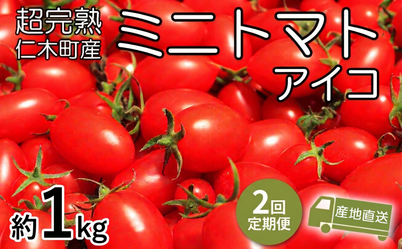8・9月 2回発送[先行受付] 超完熟ミニトマト【アイコ】1kg 栽培期間中 農薬・除草剤不使用 サイズ混載 トマト ミニトマト アイコ 野菜 定期便 北海道 仁木町 [アイコファーム]