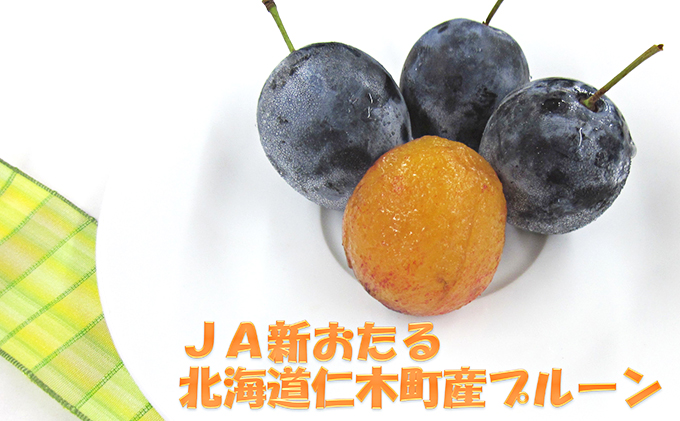 先行予約  2024年9月から順次出荷　JA新おたる 北海道 仁木町産 季節のプルーン 1.6kg