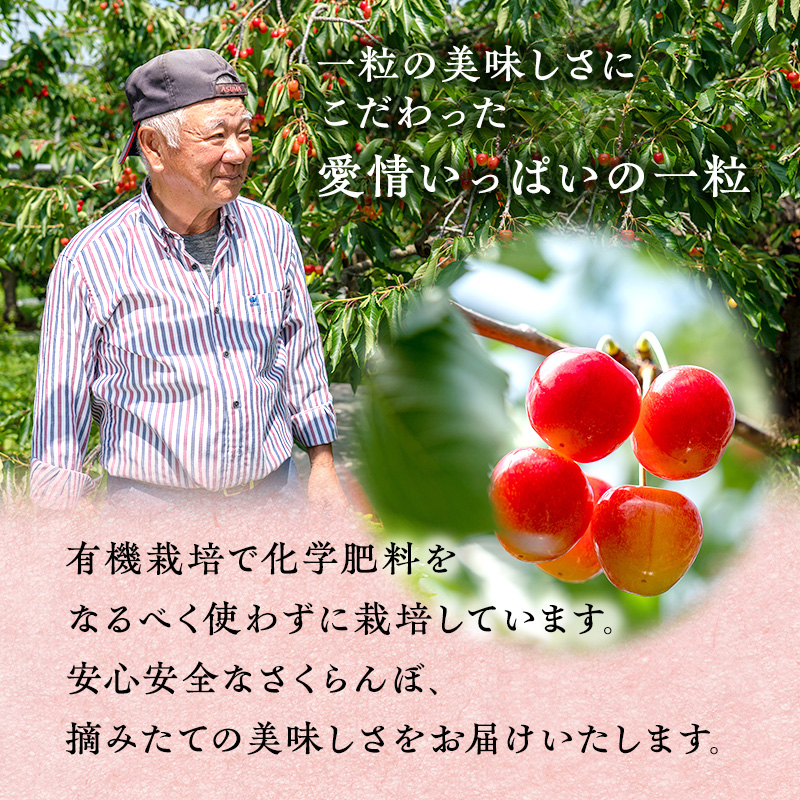 先行受付 さくらんぼ【 佐藤錦 】800g（200g×4）M-Lサイズ混合  サクランボ チェリー フルーツ 果物 果物類 ギフト 北海道 仁木町 仁木 [横山農園]