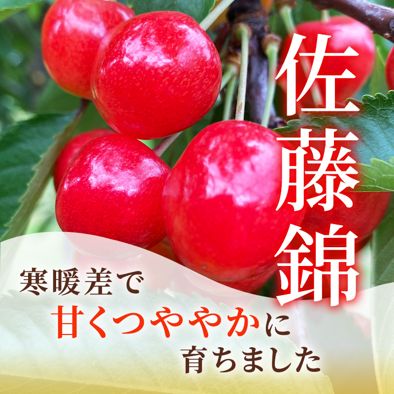 先行受付 北海道 仁木町産 さくらんぼ 佐藤錦 1kg (500g×2)  藤田農園 サクランボ 果物 フルーツ チェリー  仁木